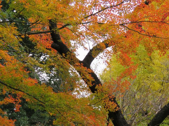 12月6日、午後2時半過ぎに皇居・乾門を出てから北桔橋門より東御苑に入り、天守台～本丸～野草の島～汐見坂と回って二の丸庭園へ行った。　二の丸雑木林や二の丸の池周辺の紅葉を見るためであった。　二の丸庭園の紅葉はまさに見ごろであった。<br /><br /><br /><br /><br />*写真は二の丸の池周辺の素晴らしい紅葉