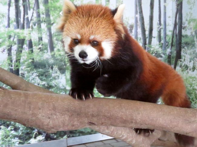 昨日、多摩動物公園でもうすぐ見納めとなる”３兄弟”のバトルを満喫していた時（旅行記→http://4travel.jp/travelogue/11083002 ）に、南紀白浜アドベンチャーワールドを訪問していたレサ友さんから「近々、アドベンでレッサーパンダの配置の大きな変更が予定されている」との情報をもらいました。<br /><br />聞けば・・・、<br />レッサーパンダ舎での展示だったライラちゃんと今年生まれの弟君がウエルカムルームへ移動、<br />ウエルカムルーム展示だった昨年生まれの息子君と娘ちゃんがハロールームへ、<br />そして、最近、ハロールーム展示となっていたポリンちゃんがレッサー舎に戻る、<br />との事。<br />早ければ７日月曜日からの実施となる（実際には１０日木曜から実施されました）との事でした。<br /><br />以前より、ハロールームでのポリンちゃんの様子は一度見てみたいと思っていましたが、それが見れるのも今日だけかも・・・。<br />そう考えると居ても立っても居られず、昨日のうちに紀伊田辺に入り、今日は急遽、アドベンを訪問することにしました。<br /><br />アドベンの年パス持ち歩いててよかった・・・。<br /><br /><br />これまでのレッサーパンダ旅行記はこちらからどうぞ→http://4travel.jp/travelogue/10652280