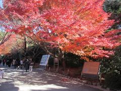 紅葉の京都へ（その２：天龍寺の紅葉は「なごり」）
