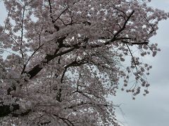 淀川の背割りで雨中花見