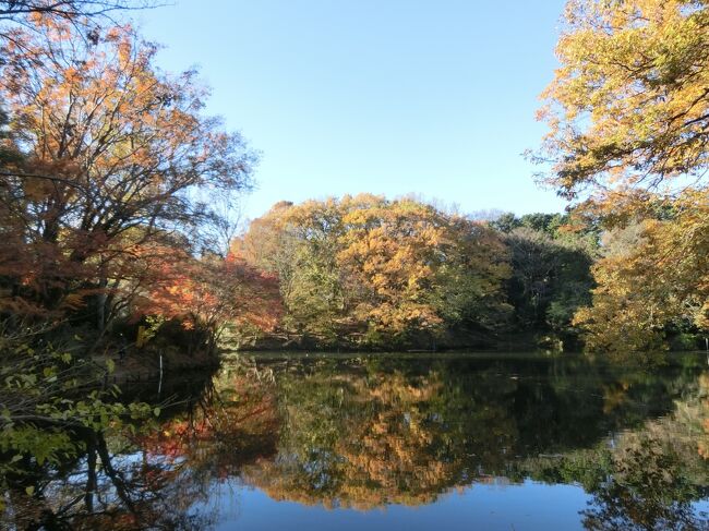 12月に入ったので、いつもの山仲間と忘年登山へ行ってきました。<br />今回は、山で食べる鍋とおでんがメインテーマなので、山歩きはおまけ的な低山トレッキングです。<br />既に12月なので、紅葉は全く期待していなかったのですが、今年の秋は暖かかったからか？更に低山だからか？まだまだ素晴らしい紅葉を観られました。<br />小田急の秦野駅から震生湖へ、紅葉がキレイでした。渋沢丘陵の最高峰である八国見山(319m)を制覇？し、頭高山(303m)へ。どこも紅葉・黄葉がキレイ。最後に、鍋＆おでんで大満足の忘年登山でした。<br />