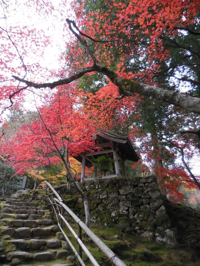 早朝の多賀大社から車で走ること30分。湖東三山の紅葉の名勝、西明寺に8時10分ごろ無事到着。開門は8：30からで、少し門前をふらふらすると、惣門の右手に、いい感じの苔のむしと赤々とした紅葉が。でも、これはあくまで序章で、名刹と謳われる堂内は、黄色や紅色、苔の緑が鮮やかなコントラストで、見事なシーンを見せてくれて。やっぱり、来てよかったな〜を、しみじみ実感致しました。