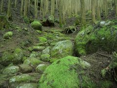 苔むす熊野古道・大雲取り越えをゆく