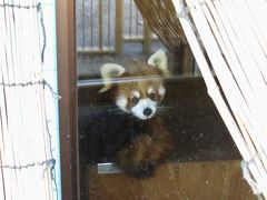 初冬のレッサーパンダ紀行【４】 みさき公園＆天王寺動物園＆神戸どうぶつ王国　ようこそ関西へ、アル君＆カリンちゃん！！＠岬　とってもいい感じだね、シュウナちゃん＆メル君＠天王寺　ちょこっと偵察＠神戸王国