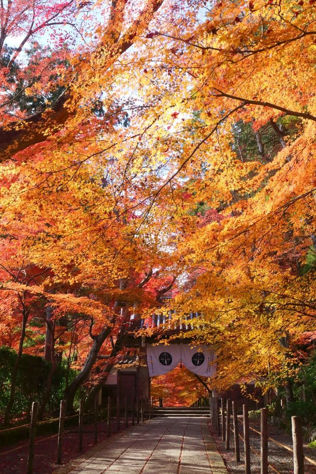 12月まで紅葉がもったので，頑張ってみました。<br />旅行記を分けるのも面倒なので，写真を大量にアップです。<br /><br />・仁和寺<br />・龍安寺<br />・退蔵院<br />・東福寺<br />・光明院<br />・東寺<br />・松尾大社<br />・山崎聖天<br />・宝筐院<br />・宝厳院<br />・光明寺<br />・大原野神社<br />・長岡天満宮<br />