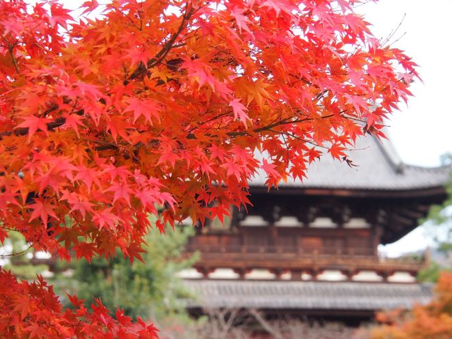 11月下旬に　普茶料理の予約を入れていましたが　都合があわず　12月4日に　予定をずらしました。<br /><br />紅葉も終わりだろうと　期待はしていませんでしたが　<br />寒暖の　気温の変化が　日ごとに違い　天候異変の　お陰でというか　<br />温暖化のせいで　松とモミジの　素晴らしいコントラストが　堪能できました。<br /><br />黄檗山萬福寺<br />http://www.obakusan.or.jp/<br />