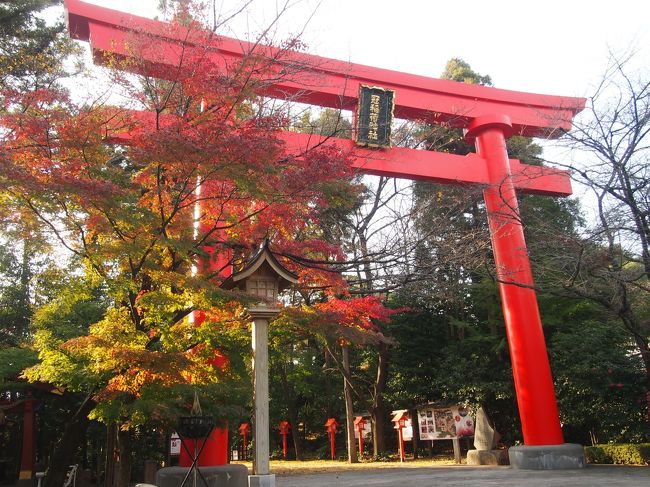 冠稲荷神社の近くにあるお店に用事があったので、<br />群馬県の太田市まで車を走らせ、せっかく行ったなら神社の紅葉なども<br />見てみようと寄ってみました。<br /><br />今年は紅葉当たり年という所も多い中、<br />近場は綺麗な紅や黄色になる前に散ってしまう所もありました…<br /><br />ここ冠稲荷神社の紅葉はまあまな色づきかな？って感じでした。