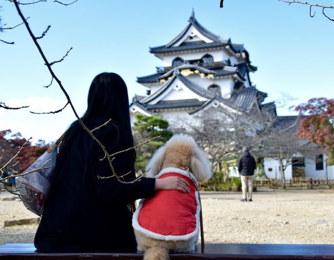 　愛犬・小吉さん（本名：ショコラ、愛称：しょうちゃん）と、晩秋の京都と初冬を感じる琵琶湖河畔に３泊４日で家族旅行しました。<br /><br />　その中で本旅行記は、ホテルビワドッグに滞在しての１泊２日です。今年９月にオープンしたばかりの２ベッドルームのコテージに滞在してのビワドッグは、わんちゃんとのホテルライフを最高に楽しめる場所でした。小吉さんはホテルがとても気に入ったようで、チェックアウトして車に乗せようとしても、嫌がって一生懸命、ホテルに戻ろうとするほどでした。また夕食、朝食ともとても美味しく、さらにホテルスタッフの方はどなたもとても親切で細やかな気遣いで、ホテルライフに大満足しました。<br /><br />《今回の旅程》<br />11月26日（木）曇<br />　　05:00　自宅発　　 <br />       07:00   京都駅近くの駐車場着、朝食<br />　　08:30ー11:00　東福寺参拝<br />　　11:30ー13:00　京都駅で昼食<br />　　14:30　Biwako Dog Resort ホテルビワドッグ到着<br />　　18:00ー19:00　彦根城玄宮園ライトアップ<br />11月27日（金）晴のち曇<br />　　11:30　ホテルビワドッグ発<br />　　12:00−14:30　彦根城散策、ひこにゃんショー<br />　　16:30ー19:10　嵐山『五木茶屋』で夕食と天龍寺宝厳院ライトアップ<br />　　19:30　ペンションKヤード着<br />11月28日（土）晴のち雨<br />　　06:40ー14:00　嵐山散策<br />　　16:00−16:20　マキノ高原メタセコイア並木散策<br />　　16:30　ペンション『GUZZ』着<br />11月29日（日）曇<br />　　06:40−07:20　マキノ高原メタセコイア並木散策<br />　　08:20　ペンション『GUZZ』出発<br />　　09:30　京都駅着　小吉さんはイオン京都にお預かり<br />　　11:00ー14:30　『スカイバス京都 ドライブ＆金閣寺・清水寺』で観光<br />　　13:30ー17:00　清水寺とその界隈散策と湯豆腐『奥丹』で昼食<br />　　17:30ー21:30　祇園界隈散策と北京料理『東華菜館』で夕食<br />　　22:30　京都駅近くの駐車場出発<br />11月30日（月）<br />　　01:10　新名神、伊勢湾岸道経由で自宅着<br />　　
