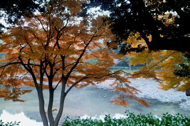 12月9日に訪れた、県立四季の森公園の紅葉が期待以上に良かったので、地元の三ッ池公園を訪れた。<br /><br />12月10日は生憎の曇り空で、紅葉は重苦しく見えた。<br />そこで、次の日の晴れ間に再度三ッ池公園を訪れた。<br />しかしながら、午前中の大暴風雨でかなりの紅葉が落ちてしまった。<br />それでも、なんとか晴れ間の紅葉を楽しめた。<br /><br />