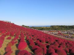 空と大地が一体化！？ひたちなか海浜公園でコキアを見物する