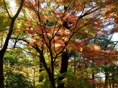 広々した自然たっぷりの森林公園の紅葉　2015