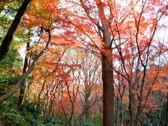 今年最後の紅葉散歩は鎌倉の天園ハイキングコースを獅子舞まで