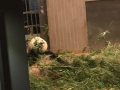 上野動物園 ナイトサファリ