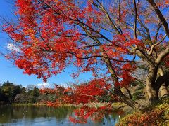 善福寺公園の紅葉