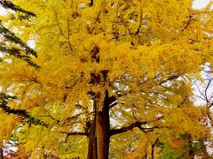 弘前13　弘前公園(西の郭)　大イチョウ　黄葉輝いて見事！　☆古木名木の貫録