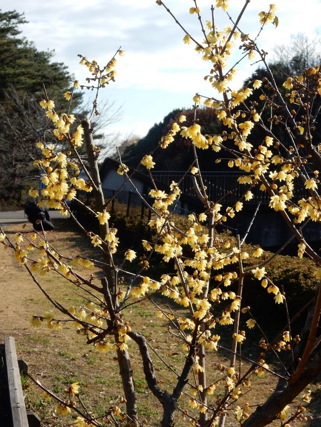 紅葉を探しに、久しぶりの昭和記念公園<br />ソシンロウバイという早咲きの花と紅葉に浮かれていたら未踏の砂川口エリアに迷い込んでしまいました。