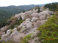 バスツアーで吉野千本桜を見に行きました。②