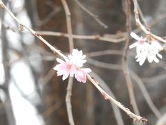 亀久保区画整理記念公園で見られた十月桜