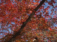 12月の京都の旅　(紅葉はちょっとだけ…）②