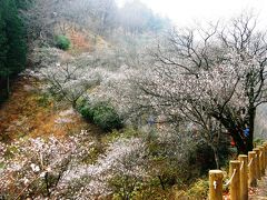 冬桜咲く桜山ハイキングを楽しむ