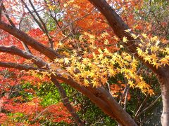 紅葉がまだ少し残る三木・金剛寺