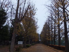 黄葉の羽根木公園・北沢川緑道を散策(2015/12/13)
