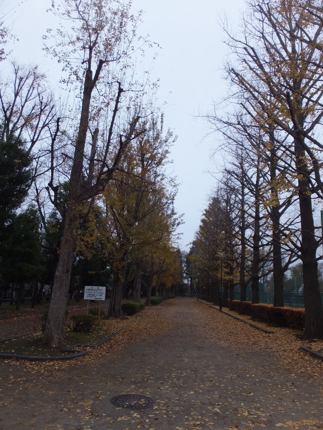 世田谷にある紅葉の羽根木公園・北沢川緑道を散策(2015/12/13)<br /><br />【私の世田谷】<br /><br />小田急線の祖師ヶ谷大蔵から下北沢、世田谷線の下高井戸から三軒茶屋を対角線とした一帯が私の世田谷です。 私は小学校から大学まで世田谷区にある学校へ通いました。盛岡市に３年、横濱の１０年とそれぞれ暮らし、再び世田谷に住み、現在は東京の八王子と台湾・高雄に住んでいます。