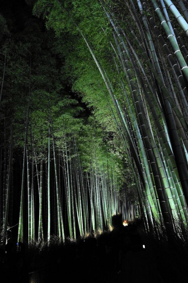 昼間に山本山のおばあちゃんに逢いに行って、嵐山にやってきました。<br /><br />花灯路（はなとうろ）久しぶりの訪問です。開催期間は、１２月１１日（金）〜２０日（日）で、午後５時から８時３０分までの点灯時間で雨天決行です。<br /><br />点灯開始時間には間に合いませんでした。琵琶湖で時間を使いすぎました。車なので駐車場をどうする？嵐山周辺は渋滞で身動きが取れなくなるスポット！朝一番で利用するには問題がないのですが、途中からだと車の中で過ごす時間の方が長くなってしまうこともあります。公な機関はパークアンドライドを勧めています。阪急の桂駅周辺に駐車して、電車で嵐山に向かいます。<br /><br />