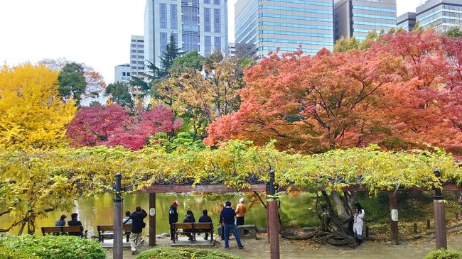 東京に出た時に、少しばかり日比谷公園を訪れた。<br />今年の紅葉は、遅く、色も鮮やかさに欠けるが、東京の真ん中でなんとか紅葉を楽しめた。<br />