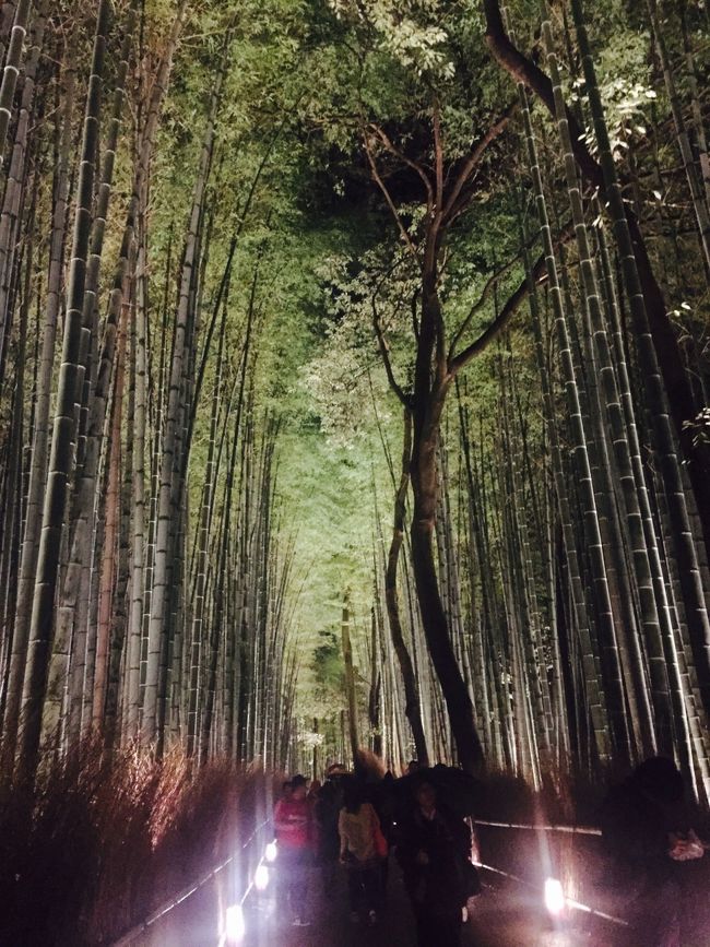 旅館組合でボランティアがてら、<br />嵐山の竹林のライトアップを見てきました(^-^)<br />(どっちかとゆうとライトアップがてらのボランティア(*´-`))<br />雨のおかげでまぁまぁ空いてた。<br />アンケートボランティアは失敗だったけど、はじめての花灯路いけてよかった♪