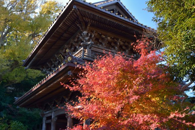 京都から帰って一週間後、鎌倉へと足を運んだ。<br />それは、どこか京都と比べてみたい気持ちもあり、また毎年の様に秋の鎌倉を見てるので行かなきゃと言う思いもあり。<br />そして、初夏に訪れた新たな場所の秋の姿を見たくて行って来ました。<br /><br />しかし、家から１時間と言う距離なのでゆっくりとしてから出掛けた為に。。。<br />殆ど何も見れなかったのです（笑）<br />
