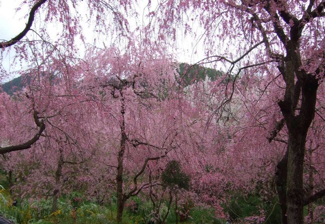 京都の原谷苑を初訪問し、お花見を楽しみました。京都の近くに住んでいながら、これまでその存在を知りませんでしたが、素晴らしいの一言です。毎年、行きたい所です。