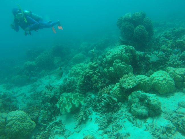 ブリスベンからケアンズへ移動、朝着。<br />宿泊はCairns colonial club resort。<br /><br />翌日、ダイビングショップ集合し、ケアンズからフェリーで移動、グレイトバリアリーフでダイビング3日間。PADIアドバンスコースを受講しました。<br /><br />ダイビング会社は、Cairns Diving Center。前もってネットでメール問い合わせました。<br /><br />水温は28度。コース受講中は、朝5時半起床、すぐにダイビング!船泊のため、空き時間には、アドバンスコースの勉強、他のダイバーとも話しをしたり、食事をして過ごしました。