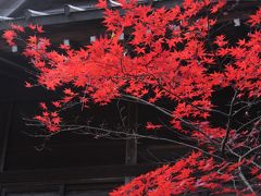 平林寺の紅葉　Autumn colored leaves in Heirinji