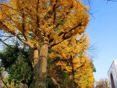 新宿・戸山公園のサザンカと紅葉