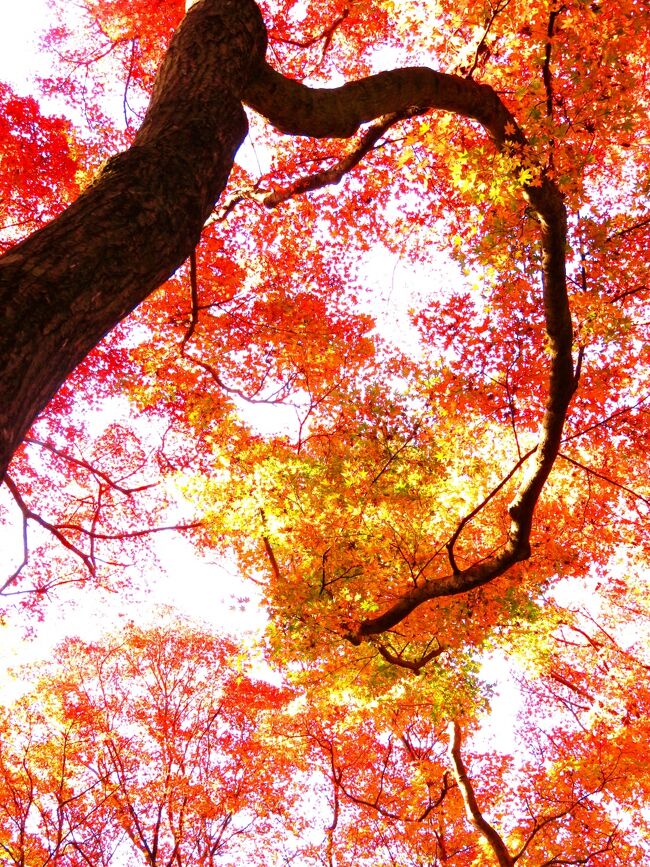 Japan　鎌倉　獅子舞の谷の紅葉が燦然と輝く　～ミツバチばあやの冒険～