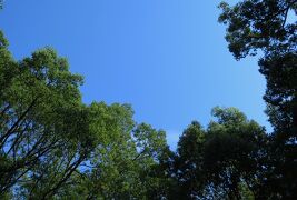 2015初秋、川原神社(3/3)：本殿、楠の大樹、牛の像、弁天池、亀、飯田街道