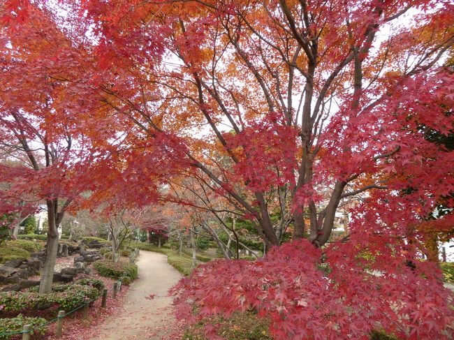 初冬の「川口グリーンセンター」　雅な紅葉♪