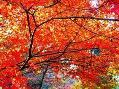新宿・箱根山の紅葉