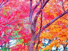 笠間-8　春風萬里荘ｂ　庭園は紅葉の盛り　☆観光周遊バスで友部へ