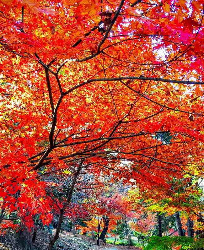 新宿・箱根山の紅葉