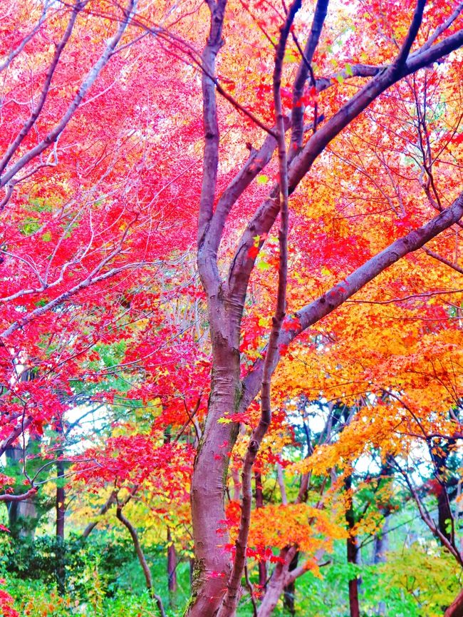 笠間-8　春風萬里荘ｂ　庭園は紅葉の盛り　☆観光周遊バスで友部へ