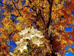 新宿御苑の紅葉・黄葉