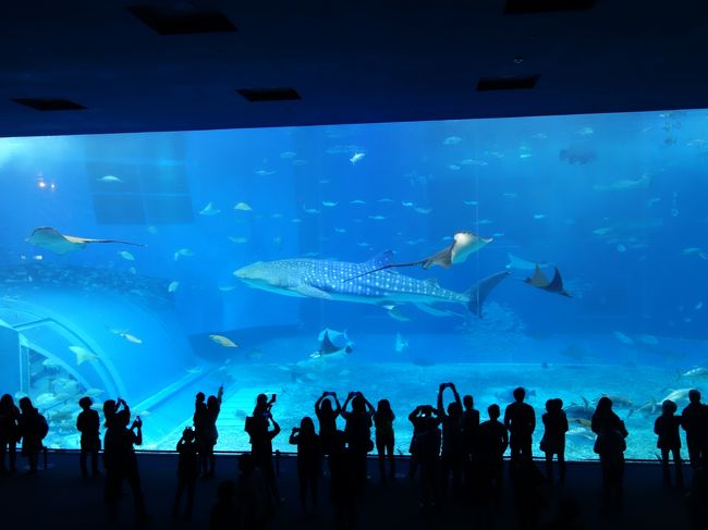 沖縄には何度か来ていますが，沖縄美ら海水族館に来る機会はありませんでした。こんかいはじめてきて，予想以上にすばらしかったので感動しました。公園も広くていいですね。気に入りました。