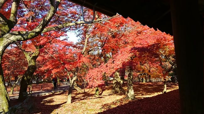 今回の旅は盛りだくさん!<br /><br />1日目は神戸を堪能。<br />『海洋博物館、カワサキワールド、神戸ポートタワー』をまわり<br />お泊りは『有馬温泉』<br /><br />2日目は姫路市内へ移動。<br />世界文化遺産の『国宝姫路城』を見学、その後酒蔵見学。<br />残念ながらアルコールが苦手な私は夫へのお土産。<br />そこから淡路島へわたります。<br />夕食は、神戸ルミナリエを見学後、ルミナス神戸でディナークルージングを楽しみます。<br /><br />3日目は神戸を離れ、『東福寺』へ移動。<br />ちょっと遅い紅葉を楽しみます。<br />その後は、京都伏見の『寺田屋』を見学し、2つ目の世界遺産 宇治『平等院』を見学します。<br /><br />今回は関西を満喫する2泊3日でした。<br /><br /><br />
