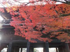 もみじといちょうが楽しめた１２月の京都