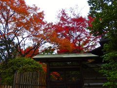 モノクロームな空間と思える妙心寺も秋にはひっそり紅くなる