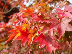 紅葉の京都へ！！！