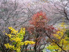 休暇村茶臼山高原に滞在し小原の四季桜と香嵐渓ライトアップを巡る旅（愛知）