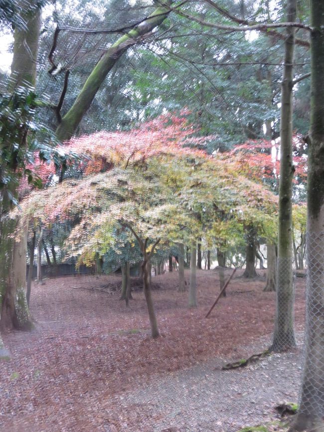 <br />　寒さで腰痛がはじまり<br /><br />　毎日寝たきり老人の様、体の節節が痛い<br /><br />　今日は痛いのを我慢して「そうだ奈良へ行こう」と家を飛び出す。<br /><br />　途中まではよかったのですが、宝山寺駅から宝山寺へ向かう階段にはたまげたな〜<br /><br />　雨が降るし、階段はキツイし、腰は痛みだすし・・・・・・・・・ハァー<br /><br />　帰える頃には雨も止み、生駒聖天さんで拝んで来ました。<br /><br /><br /><br /><br />　表紙　　　　　　　　　　　　　　　　　　　　　　奈良公園内<br /><br />　